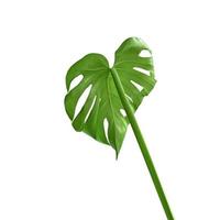 folha de monstera verde jovem brilhante tiro de dentro para fora isolado no fundo branco foto