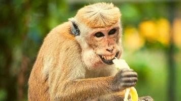 macaco marrom comendo banana
