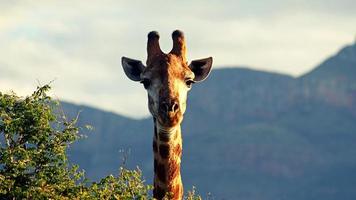 uma girafa de olho bonito foto