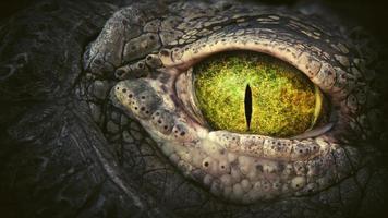 o olho verde de um crocodilo foto