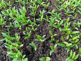 plantas de coentro em uma cesta no meu jardim, plantas de coentro em uma horta, folhas de plantas de coentro orgânicas e vegetais para saúde, alimentação e agricultura. padrões de folhas de coentro. foto