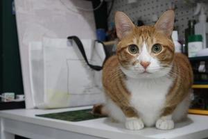 gatinho malhado laranja sentado na mesa. o gato tigrado laranja encontra-se na mesa e olha para a câmera. um gato jovem de olhos amarelos. foto