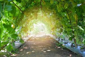 túnel da natureza com planta de cabaça verde crescendo na fazenda de agricultura de videira foto