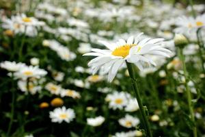 foto da beleza das margaridas brancas em um jardim de flores no bedugul