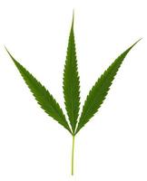 folha de cannabis, folhas de maconha para uso na culinária e tem propriedades medicinais isoladas no fundo branco foto