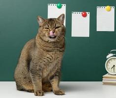 gato cinza escocês reto adulto senta-se no fundo de um conselho escolar verde. de volta à escola foto