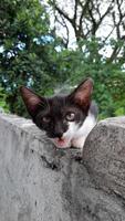gatinho preto e branco com boca aberta foto
