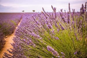 closeup de arbustos de lavanda na luz da noite. flores roxas de lavanda. Provença, região da França. pôr do sol closeup de arbustos de lavanda. arbustos roxos de lavanda no jardim. closeup verão natureza foto