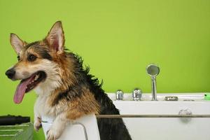 corgi welsh pembroke com pele molhada em um banheiro depois de tomar banho e lavar no salão de beleza. higiene profissional, bem-estar, procedimentos de spa do conceito de animais. ideia de cuidados com animais domésticos. fechar-se foto