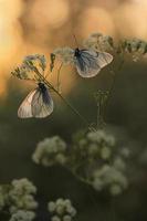 borboleta branca com veias pretas, aporia crataegi foto
