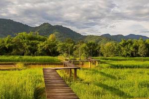 caminho de madeira sobre o campo de arroz e através da montanha foto