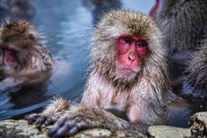 macaco de neve japonesa em fontes termais.