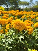 arbusto de calêndula laranja. flores de calêndula laranja alinhadas por todo o caminho. campo de girassol. flor de calêndula close-up com fundo desfocado foto