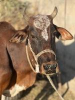 vaca e retrato de bebê de vaca foto