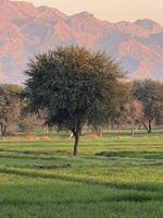 montanhas e árvores em uma terra foto