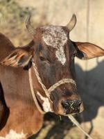 vaca e retrato de bebê de vaca foto