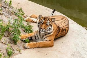 tigre descansando na natureza perto da água foto