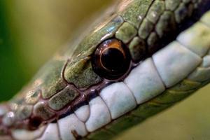 macro de piloto de barão de cobra verde foto