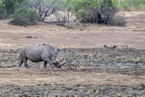 rinoceronte em uma piscina no Kruger Park, África do Sul foto