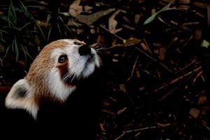 muito raro retrato de close-up da noite do panda vermelho foto