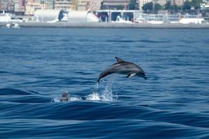 bebê golfinho comum pulando fora do porto foto