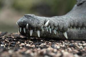 retrato de detalhe de close-up de crocodilo foto