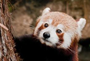 muito raro retrato de close-up da noite do panda vermelho foto