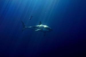 grande tubarão branco pronto para atacar do azul profundo foto