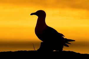 uma silhueta de gaivota no fundo laranja foto