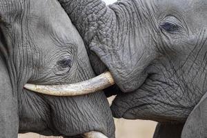 elefante brincando no parque kruger áfrica do sul foto