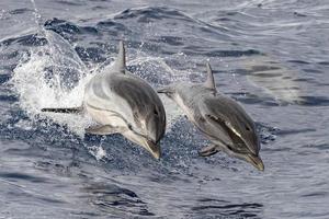 bebê golfinho recém-nascido enquanto pula fora do mar com a mãe foto