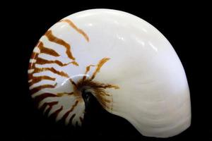 concha de nautilus em fundo preto close-up foto