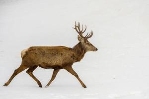 veado correndo na neve na época do natal foto