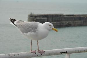 gaivota sentada no parapeito larus marinus foto