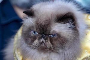 retrato de gato persa foto