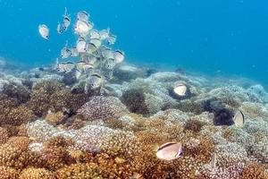 cardume de peixes-borboleta em corais foto