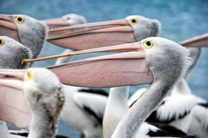 retrato de pássaro pelicano de perto