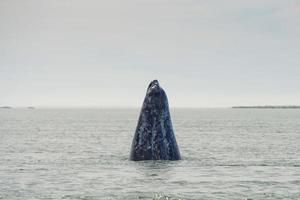 nariz da mãe baleia cinzenta subindo foto