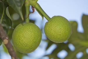 fruta-pão na árvore foto