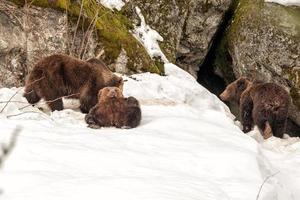 urso retrato na neve olhando para você foto