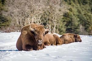 família de bisões europeus na neve foto