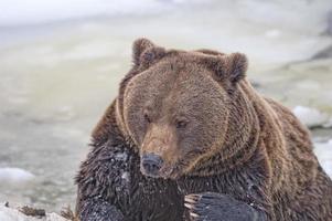 urso preto pardo pardo no inverno foto