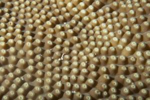 detalhe macro de coral duro de raja ampat, papua indonésia foto