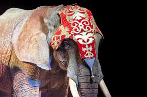 elefante de circo em fundo preto foto