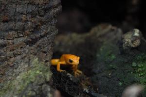 sapo mantella dourado de madagascar foto