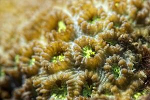 detalhe macro de coral duro ao mergulhar na indonésia foto