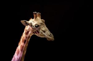 girafa de circo fechar retrato foto