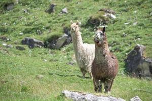 retrato de alpaca enquanto olha para você foto