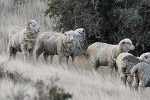 rebanho de ovelhas no fundo de grama da Patagônia foto