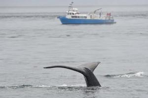 rabo de baleia jubarte enquanto desce na baía glaciar alaska foto